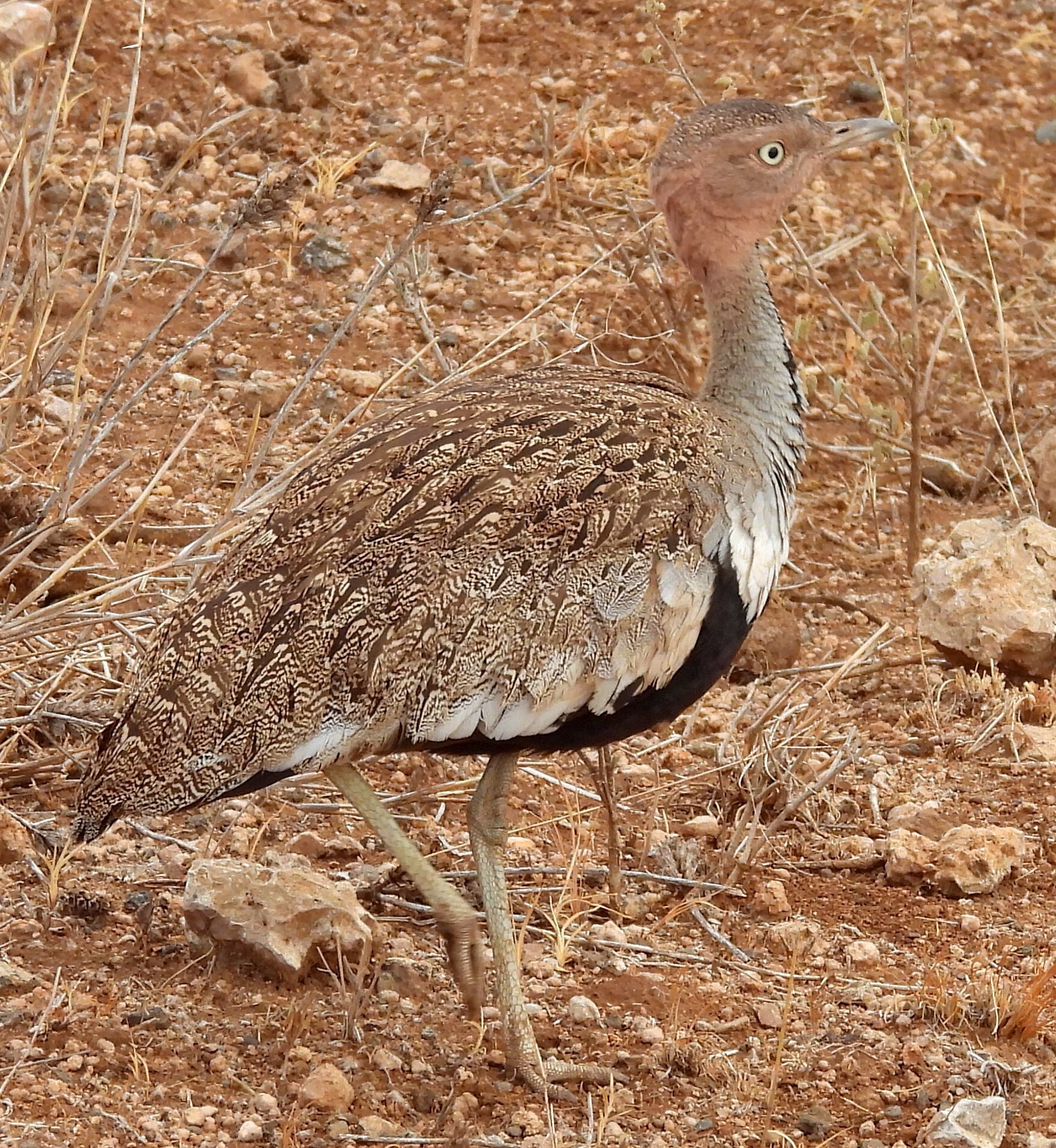 Buff-crested Bustard (Lophotis gindiana), photo 2