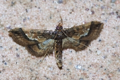 Hydriris ornatalis