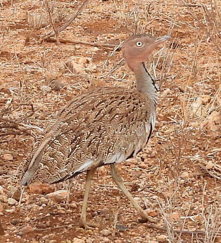 Buff-crested Bustard (Lophotis gindiana), photo 3