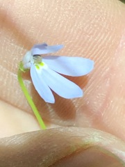 Lobelia stenophylla