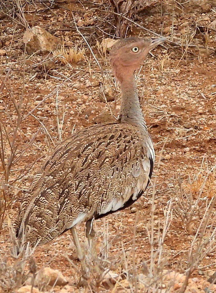 Buff-crested Bustard (Lophotis gindiana), photo 4