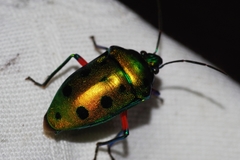 Calliphara excellens