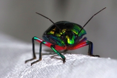 Calliphara excellens