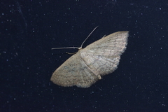 Scopula personata