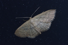 Scopula personata