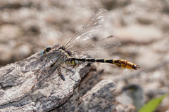 Phanogomphus militaris