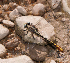 Phanogomphus militaris