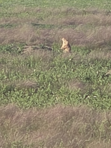 Black-tailed Prairie Dog