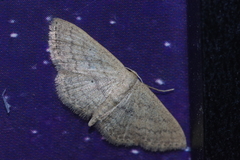 Scopula personata