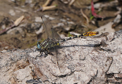 Phanogomphus militaris