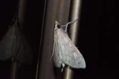 Xanthopsamma aurantialis