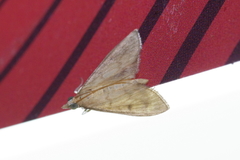 Xanthopsamma aurantialis