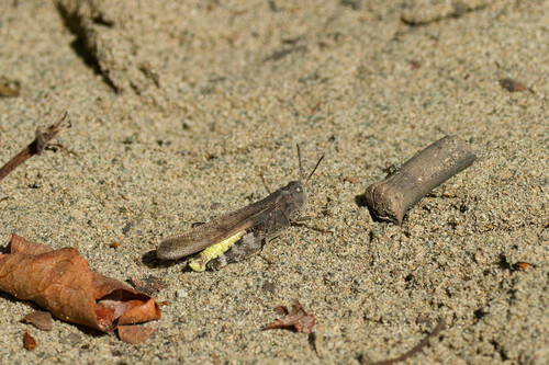 Speckle-winged Rangeland Grasshopper