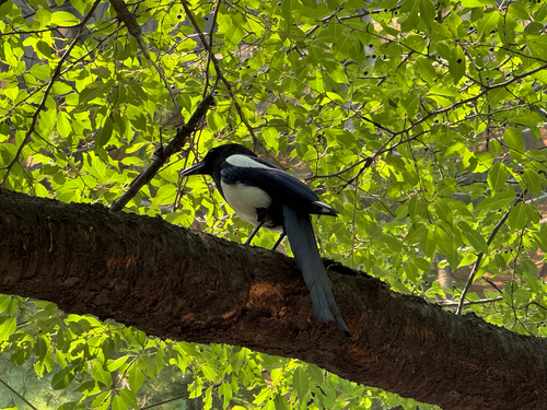 Oriental Magpie