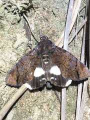 Catephia linteola