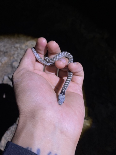 Culebra nocturna del Noreste