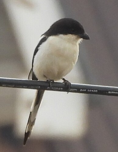 Northern Fiscal (Lanius humeralis)