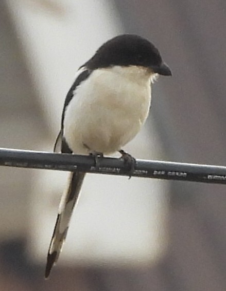 Northern Fiscal (Lanius humeralis), photo 1