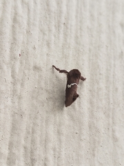 Monoleuca semifascia