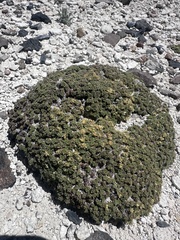 author not stated, no rights reserved Lepidium nanum, photograph author not stated, no rights reserved