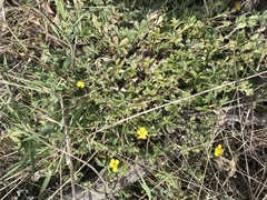Potentilla collina