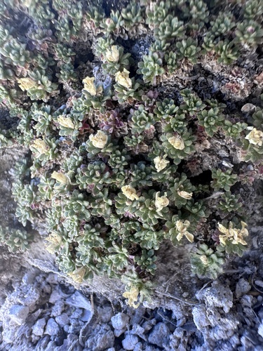 Lepidium nanum, photograph 4