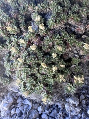 author not stated, no rights reserved Lepidium nanum, photograph author not stated, no rights reserved