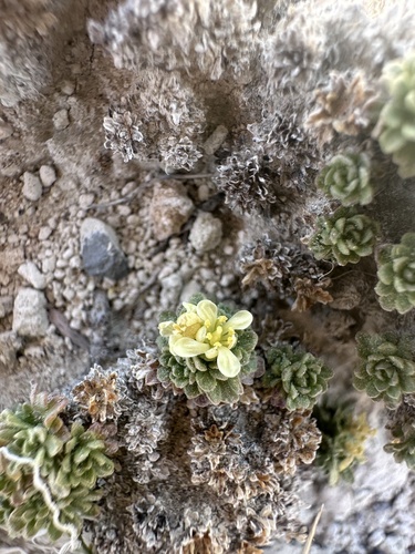 Lepidium nanum