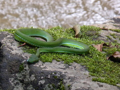 Trimeresurus rubeus