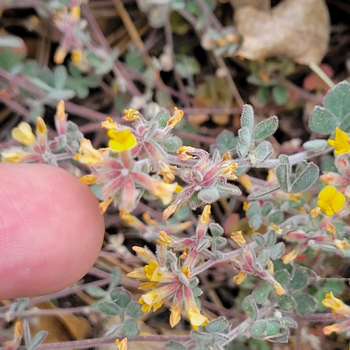 Acmispon tomentosus