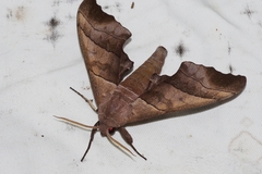 Polyptychus chinensis