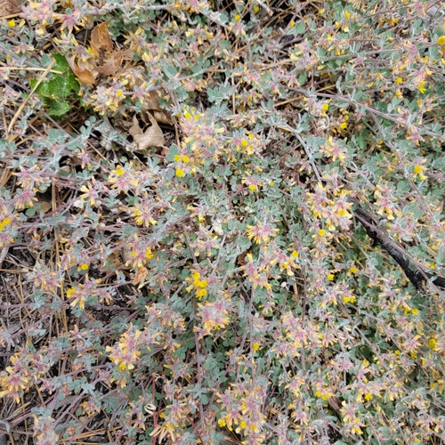 Acmispon tomentosus, photograph 1