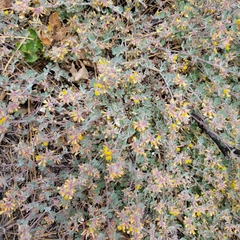 Acmispon tomentosus, photograph author not stated, no rights reserved