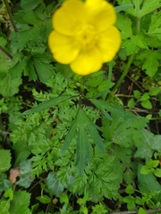 Ranunculus auricomus