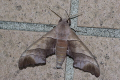 Polyptychus chinensis