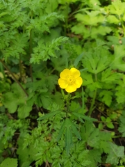 Ranunculus auricomus
