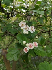 Crataegus × media