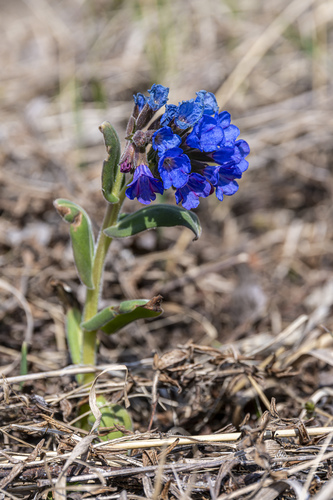Hairy Lungwort