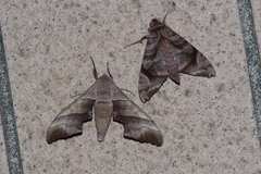 Polyptychus chinensis