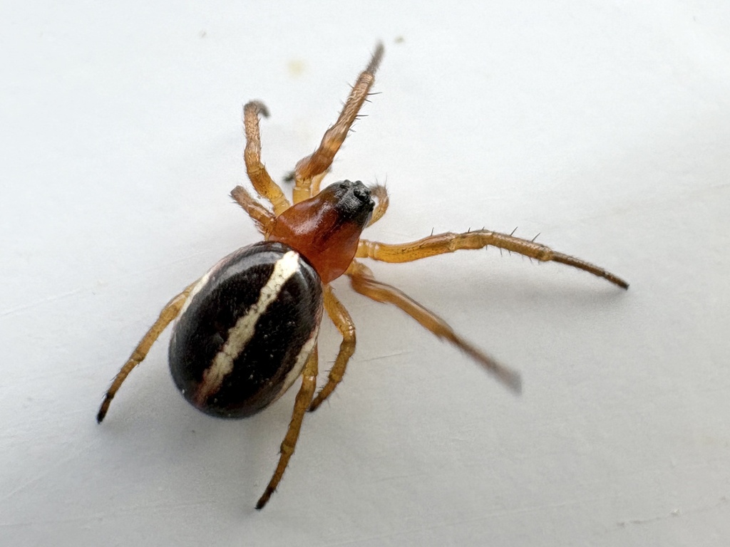 Singa keyserlingi