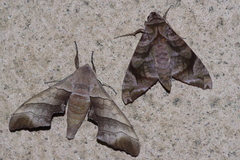 Polyptychus chinensis