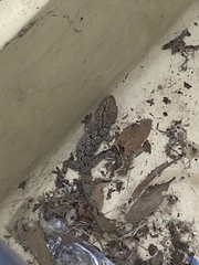 Tarentola mauritanica