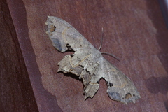 Dysaethria flavistriga