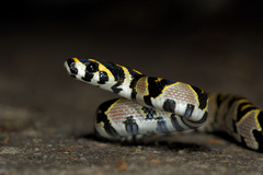 Euprepiophis mandarinus