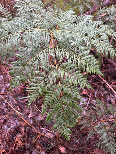 Austral Bracken