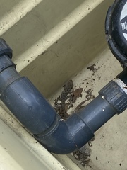 Tarentola mauritanica