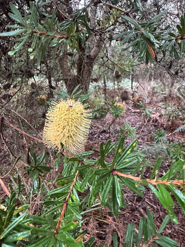 Silver Banksia