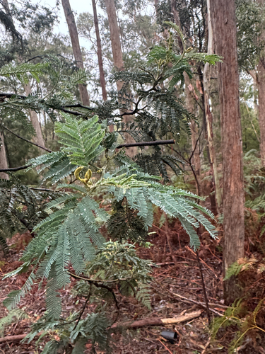 Silver wattle