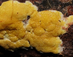 Trichoderma victoriense