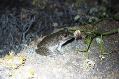 Ranoidea cyclorhynchus